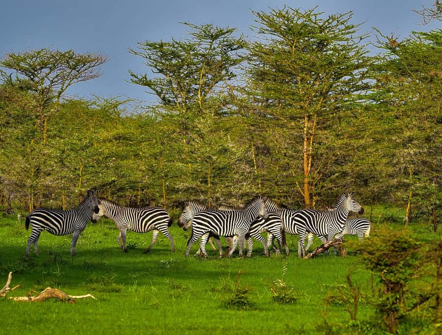 From Zanzibar: Day Safari to Selous Game Reserve with flight - What to Bring (and What to Do Before You Go)