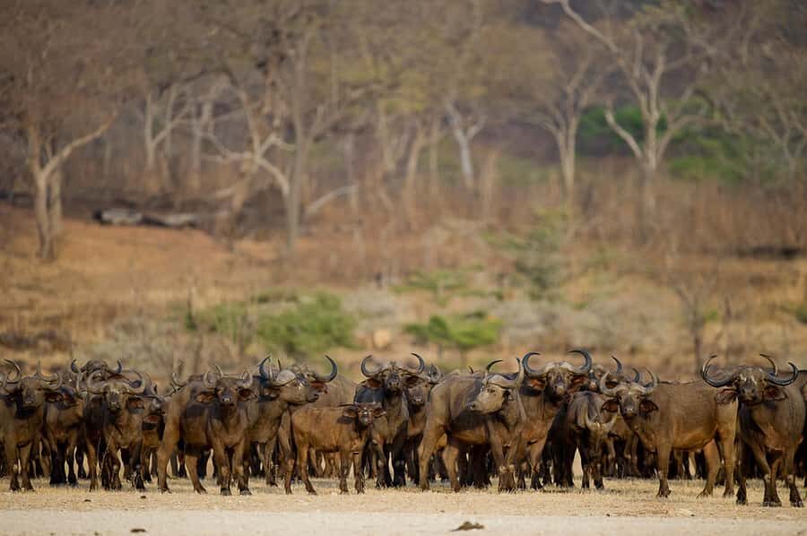 From Zanzibar: Day Safari to Selous Game Reserve with flight - Who This Tour Suits Best (and Who Should Skip It)