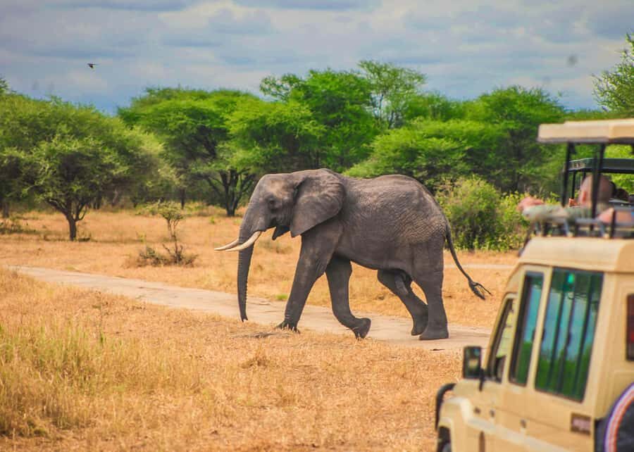 From Zanzibar: Day Safari to Selous Game Reserve with flight - The Day’s Rhythm: Pickup, Shared Flight, and an Afternoon Game Drive