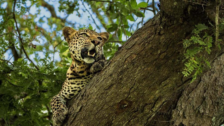 From Zanzibar: Mikumi Day Safari without hotel pickup - Key things I’d bookmark before you go