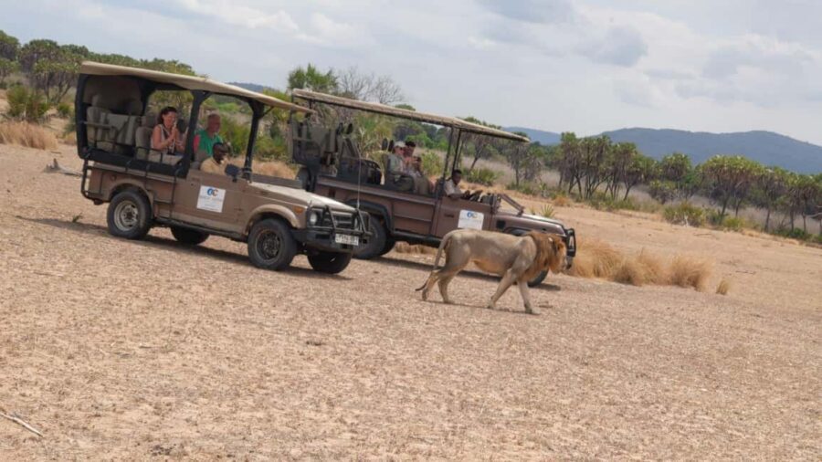 From Zanzibar: Mikumi Day Safari without hotel pickup - Shared game drives: what you’re really paying for