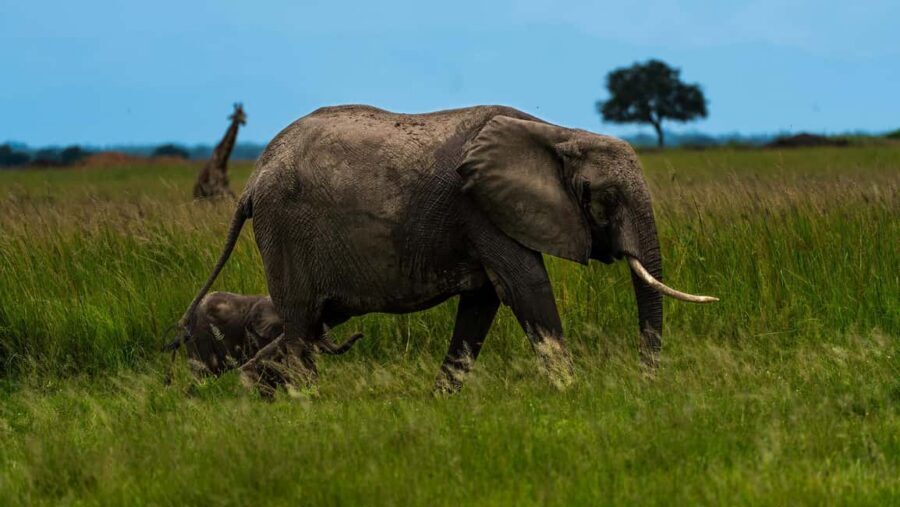 From Zanzibar: Mikumi Day Safari without hotel pickup - Afternoon game drive and the 3:00pm flight back