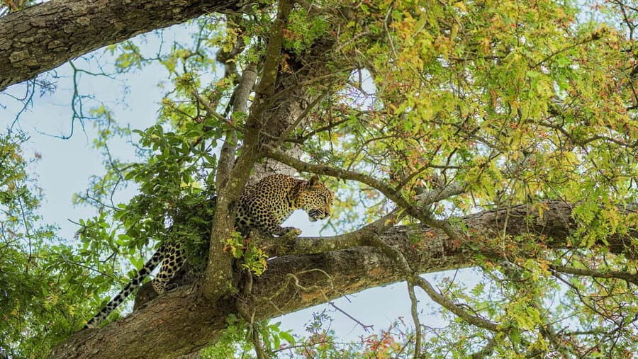 From Zanzibar: Mikumi Day Safari without hotel pickup - When communications get messy: how to protect your day