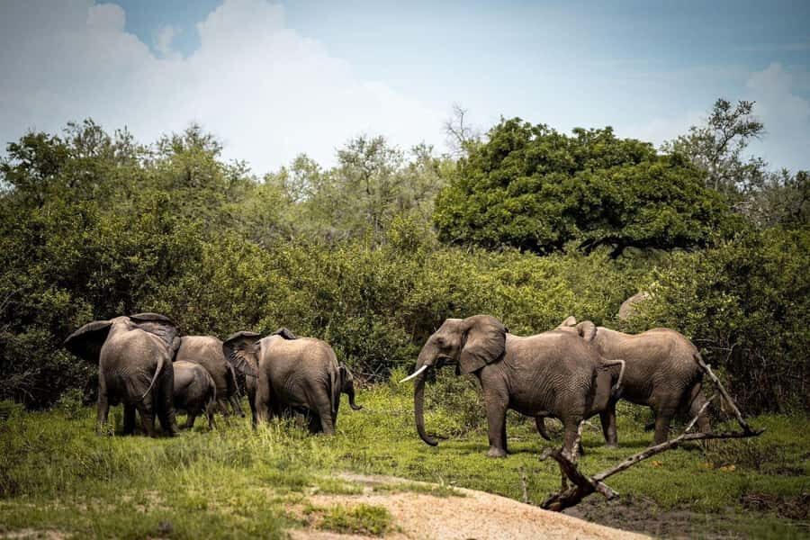 From Zanzibar: Mikumi Day Trip Safari By Flight. - Key things that make this trip worth your attention