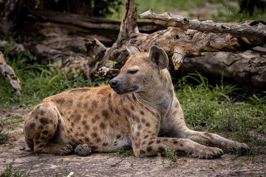 From Zanzibar: Mikumi Day Trip Safari By Flight. - Price and Value: Is $560 Worth It?