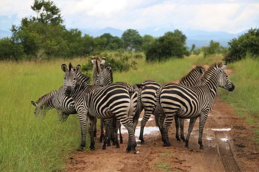 From Zanzibar: Mikumi Day Trip Safari By Flight. - What to Bring (and the Rules That Matter)