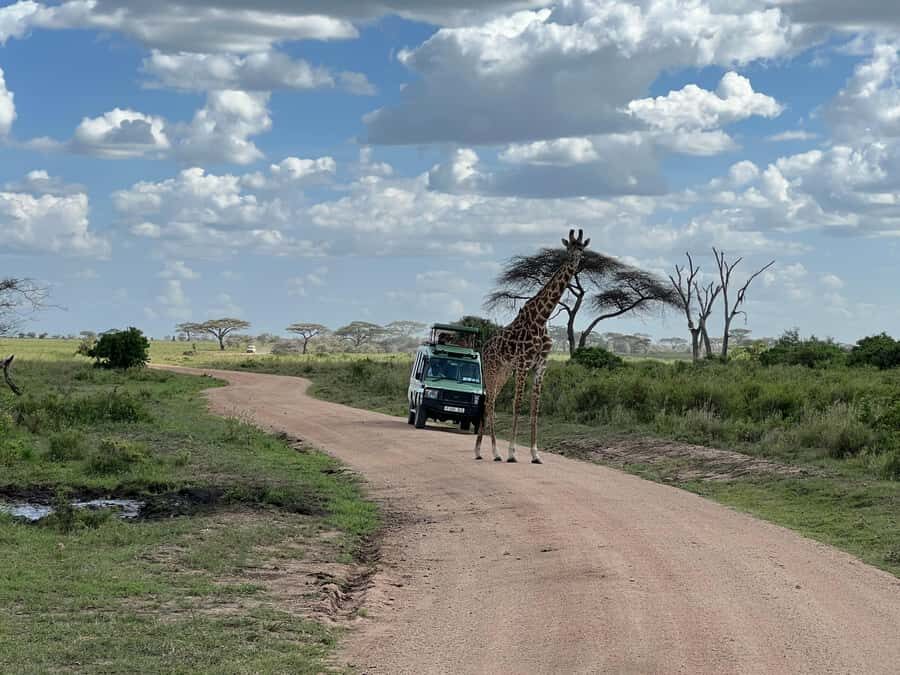 From Zanzibar: Mikumi National Park Guided Safari - Morning game drive (08:10 to about 12:30): elephants, lions, and the easy wins