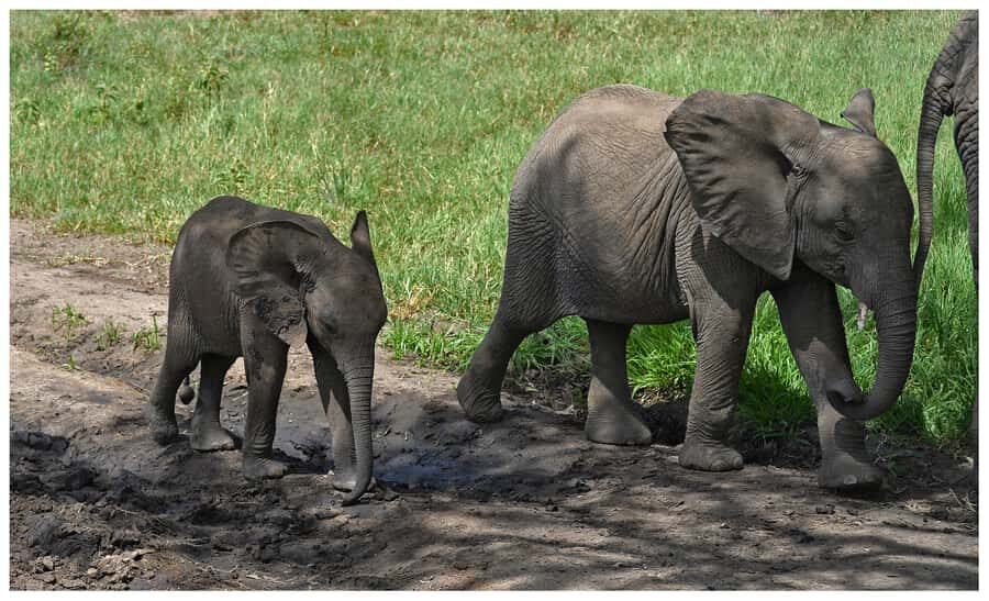 From Zanzibar: Mikumi National Park Guided Safari - Arrival at Mikumi: your guide’s job is to turn time into sightings