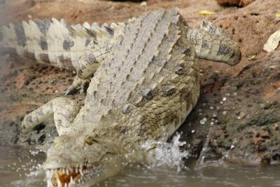 From Zanzibar: Mikumi Safari Day Trip with Flights and Meal - Mikumi National Park Game Drive: What you’re really paying for