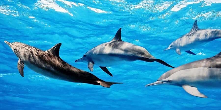 From Zanzibar: Mnemba Boat Tour with Snorkeling & Dolphine - Key things to know before you go