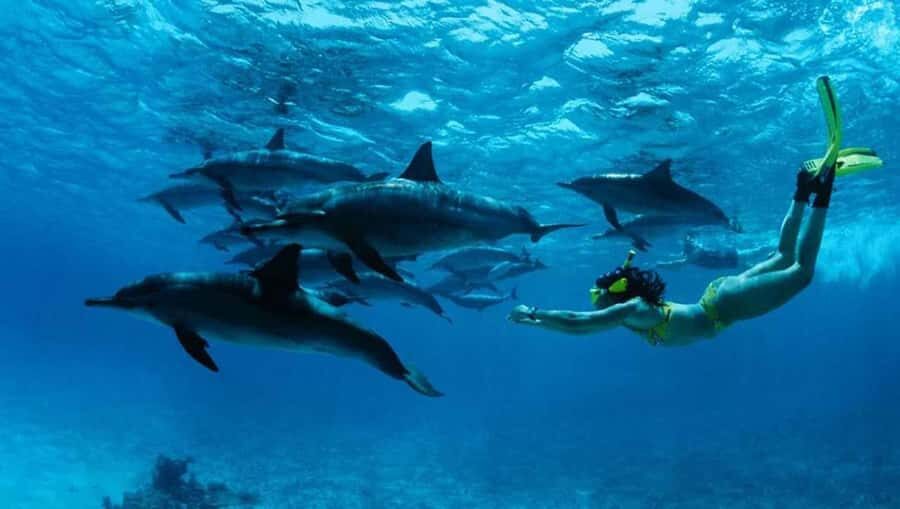 From Zanzibar: Mnemba Boat Trip Dolphins Adventure trip - Key highlights worth knowing before you book
