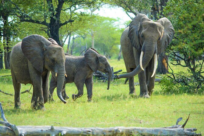 From Zanzibar: Selous Game Reserve Day Safari with Flights - The afternoon tail end: how to end strong without rushing