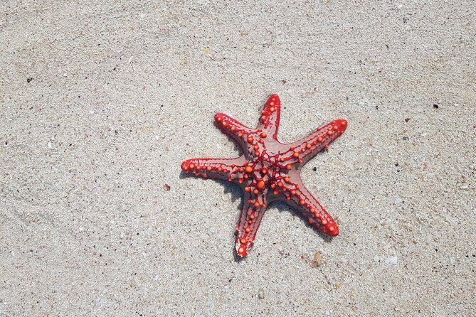 Full day Dolphin tour, Nungwi and Kendwa Beach Tour with Lunch - A 10-hour sampler of Zanzibar: Mnemba to Kendwa