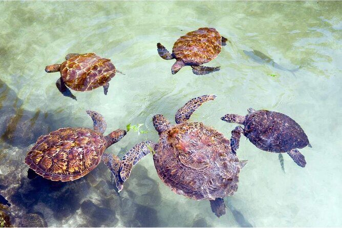 Full day Dolphin tour, Nungwi and Kendwa Beach Tour with Lunch - Price and value: is $130 fair for this mix?