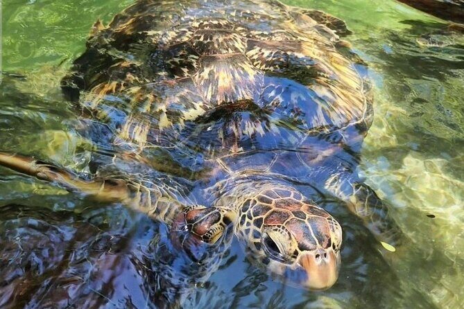 Full day Dolphin tour, Nungwi and Kendwa Beach Tour with Lunch - Should you book it?