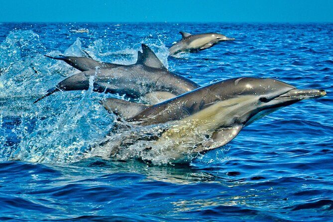 Full-Day Guided private Dolphins tour+ Monkeys + Stone town &spice Farm Zanzibar - Mnemba Island (and Snorkeling) + Possible Dolphins in Menai Bay
