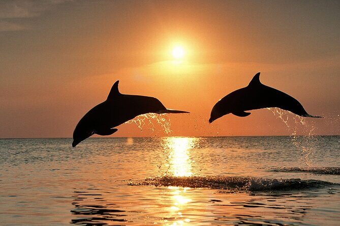 Full-Day Guided private Dolphins tour+ Monkeys + Stone town &spice Farm Zanzibar - Price and Logistics: What You’re Paying For (and What’s Not Included)