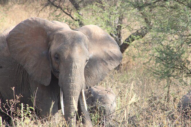 Full-Day Ngorongoro Crater private tour - Why a Ngorongoro-only day trip makes sense from Arusha