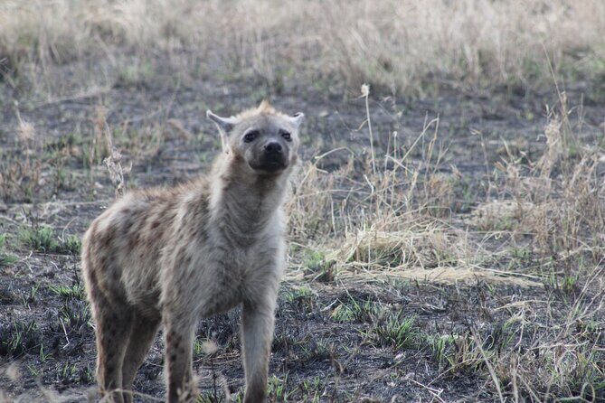 Full-Day Ngorongoro Crater private tour - Game drives in a custom 4x4 Safari Land Cruiser