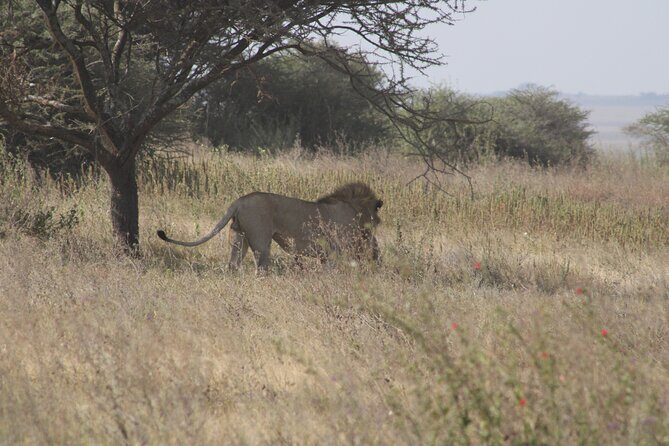 Full-Day Ngorongoro Crater private tour - Who this tour fits best (and who should look elsewhere)