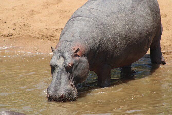 Full-Day Ngorongoro Crater private tour - Practical tips to make the day smoother