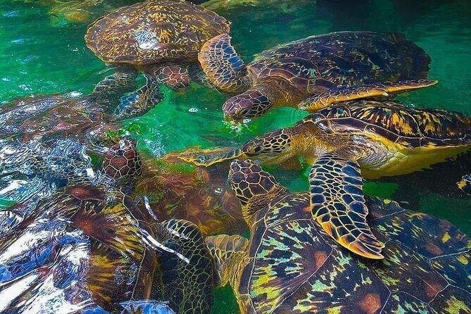 Full Day Private Mnemba Island + Turtles Aquarium & Kendwa Beach - Mnemba Island: dolphins, snorkel reefs, and that low-tide sandbank time