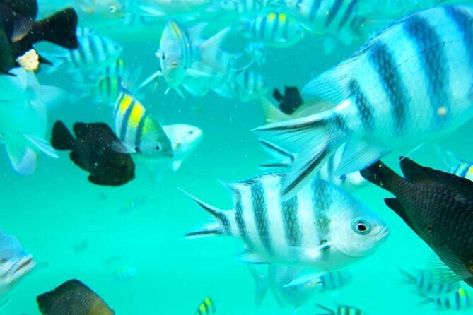 Full Day Private Mnemba Island + Turtles Aquarium & Kendwa Beach - Private transportation and a schedule that actually works for 6–7 hours