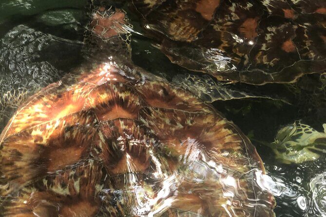 Full Day Private Mnemba Island + Turtles Aquarium & Kendwa Beach - Guide help matters: what a good guide changes in the water