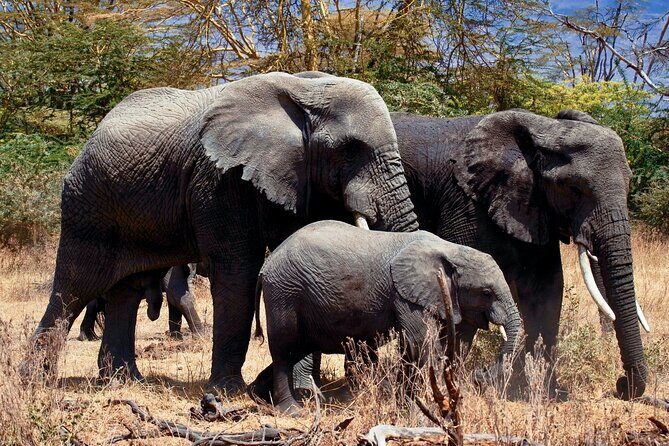 Full Day Private Safari - Tarangire National Park - Key things that make this Tarangire private safari work
