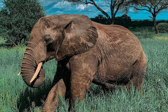 Full Day Private Safari - Tarangire National Park - The main game drive stop: riding an open-roof 4x4 for better sightings