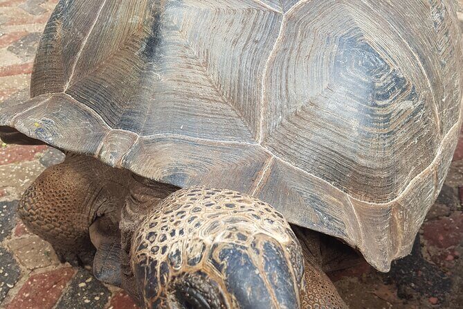 Full Day Private Spice Farm Stone Town and Prison Island - Prison Island (Changuu): history from 1893 plus tortoises you can actually see