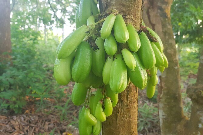 Full Day Private Spice Farm Stone Town and Prison Island - The private car and your day’s “hidden value”