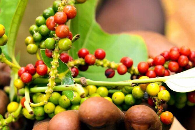 Full-Day Private Tour in Zanzibar with Cooking Class - Darajani Market ingredient shopping for your cooking class