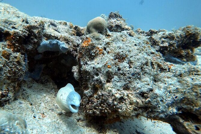Full Day Private Zanzibar Tour with Sunset Beach - Mnemba Island Snorkeling: Boat Meet-Up, Marine Life, and Possible Dolphins