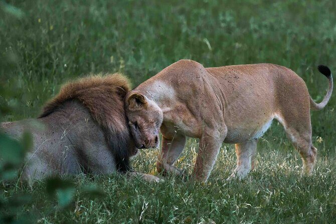 Full-Day Safari Tour from Mikumi National Park of Zanzibar - The game drive timing: what you’ll actually be doing
