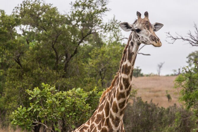 Full-Day Safari Tour from Mikumi National Park of Zanzibar - Why the group stays small (and why that’s worth caring about)