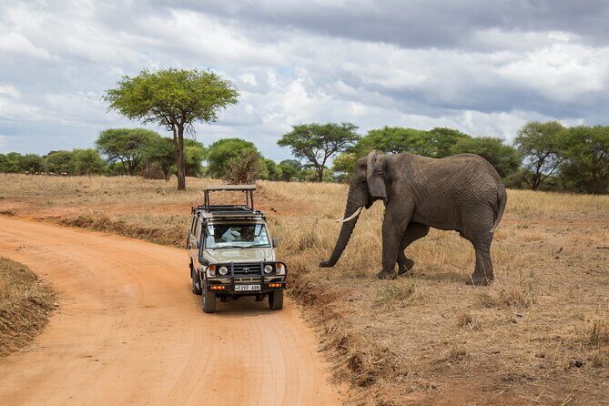 Full-Day Safari Tour from Mikumi National Park of Zanzibar - Getting the most out of your Mikumi day: simple prep that helps