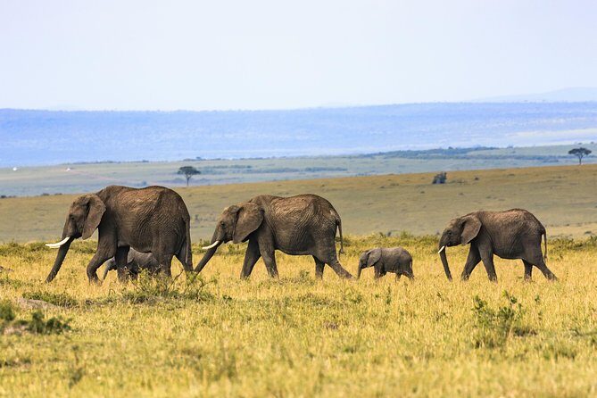 Full-Day Serengeti Tour from Mwanza - Key takeaways before you go
