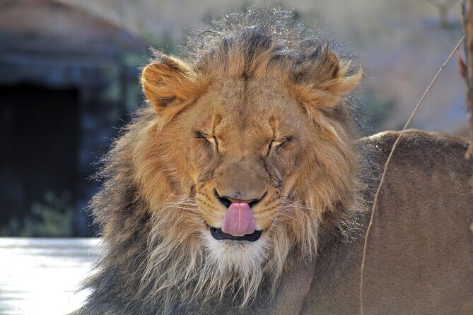 Full-Day Serengeti Tour from Mwanza - Mwanza to Serengeti in one day: the timing reality