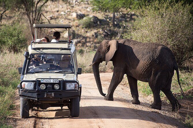 Full-Day Serengeti Tour from Mwanza - Afternoon game drive: why the second half can feel different