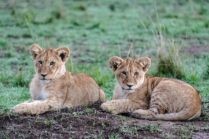 Full-Day Serengeti Tour from Mwanza - 4x4 off-the-beaten-track driving with a small group