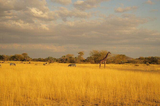 Full-Day Serengeti Tour from Mwanza - Who should book this one-day Serengeti tour from Mwanza?