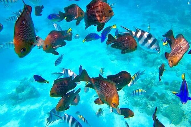 Full Day Spice Tour, Prison Island and City Tours - Forodhani Park boat ride to Prison Island: easy logistics, big payoff