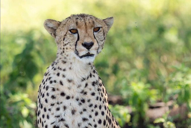 Full Day To Arusha National Park - Walking safari with an armed ranger: why it’s worth asking for