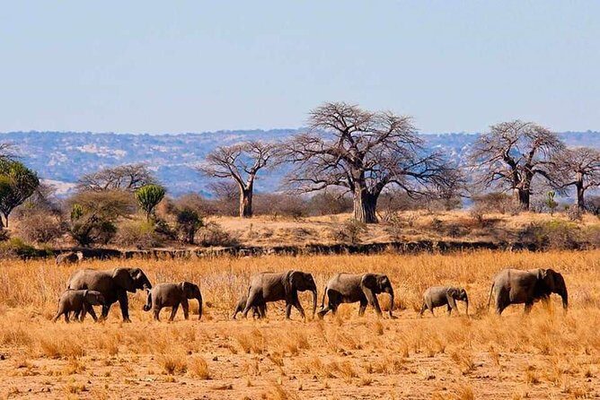 Full Day To Arusha National Park - Giraffes and other large animals: what makes sightings feel different here
