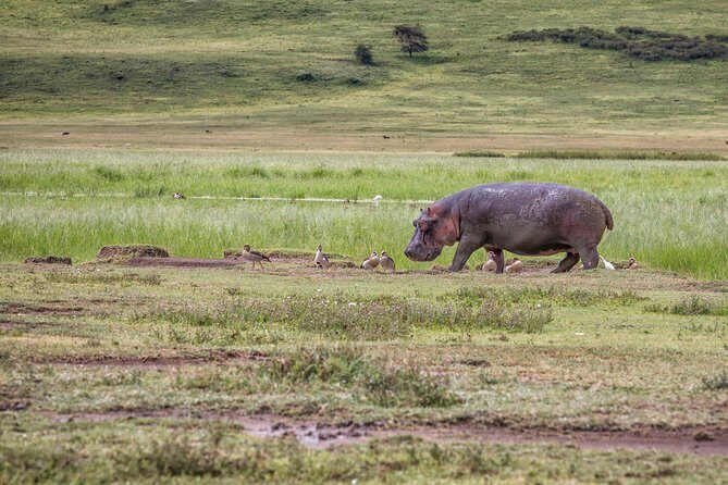 Full Day To Arusha National Park - Meeting at Sokoine Road and the pickup factor