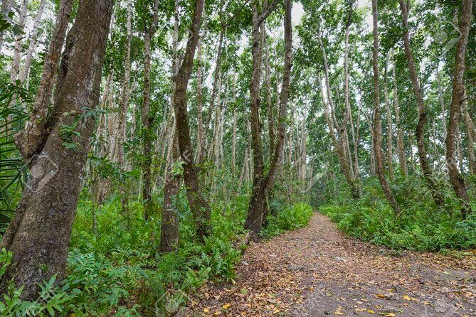 Full-day Tour Mnemba Jozani Forest Kuza Cave Paje Beach The Rock - Transportation, private guiding, and why it changes the day