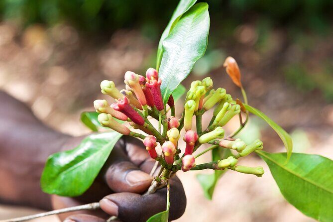 Full Day Trip to Stone Town, Spice Farms and Prison Island - Spice farm walking at Jambo Spice Farm and the coconuts-and-fruit show