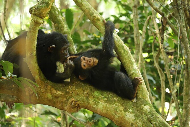 Gombe National Park Chimpanzee Trekking - Why Gombe Stream National Park hits different