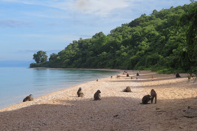 Gombe National Park Chimpanzee Trekking - Price and what your $220.52 includes (and what it doesn’t)
